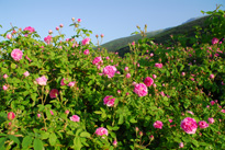 Rose Valley in Bulgaria